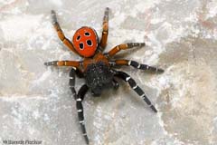 Rhrenspinne - Zum Vergroessern klicken!